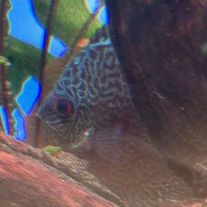 Discus 10/12 cm
