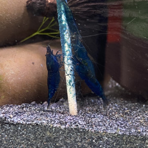 Neocaridina Blue Dream High grade