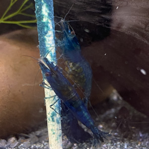 Neocaridina Blue Dream