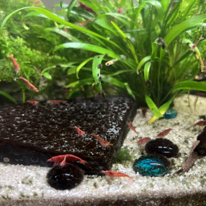Crevettes