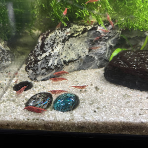 Crevettes