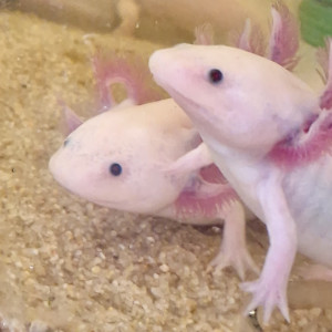 Jeunes Axolotls Leucistiques