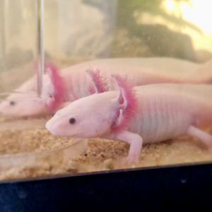 Jeunes Axolotls Leucistiques