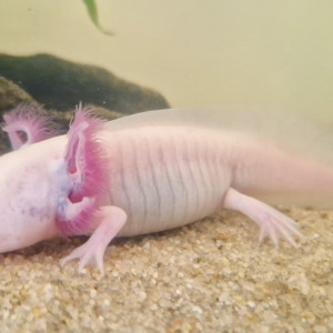 Jeunes Axolotls Leucistiques
