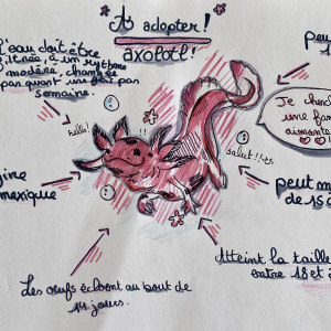 Jeunes Axolotls Leucistiques