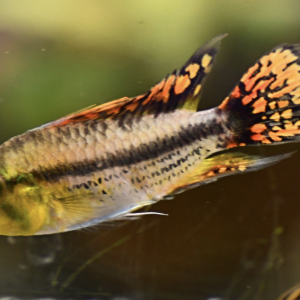 Apistogramma cacatuoides Femelle