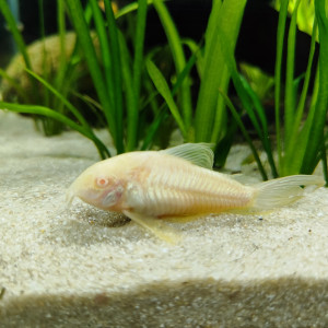 Corydoras albinos long voile