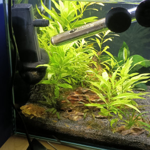 Aquarium Cuve 33L "Kubus Aquatlantis"