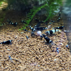 Caridina kingkong