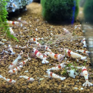 Caridina pure red line