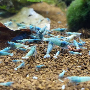 Caridina blue bolt