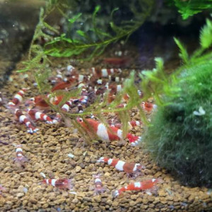 Caridina red wine