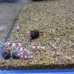 Caridina crystal red