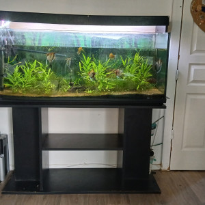 Aquarium complet
