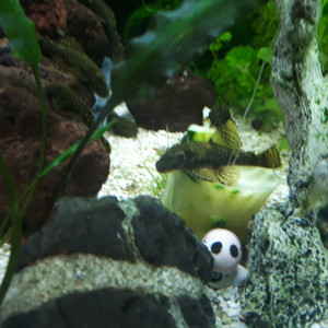 ancistrus