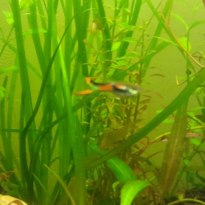 Échange guppy