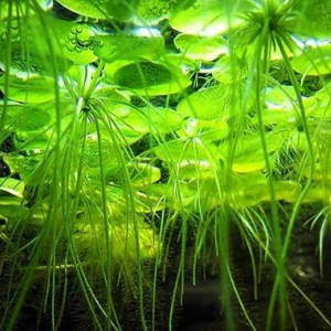 Limnobium Laevigatum