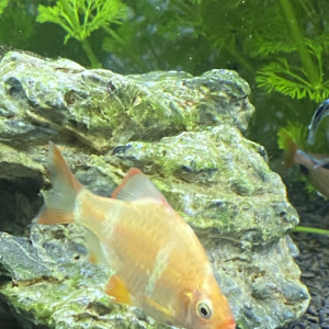 Barbus de Sumatra