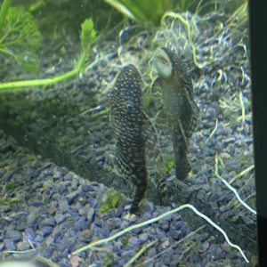 Ancictrus