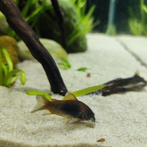 Corydoras Venezuela us var. Orange