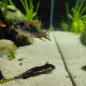 Corydoras Venezuela us var. Orange