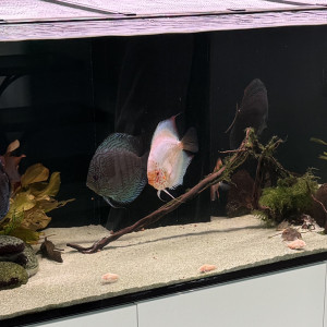 Donne 5x Discus adultes + Ancistrus et Corydoras