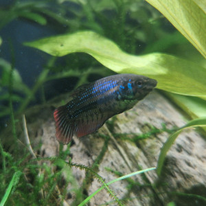 Imbellis x plakat koï