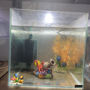 Nano 30l avec yellow King Kong