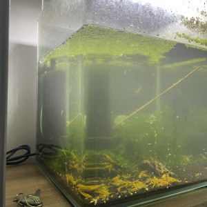 Plusieurs Nano 30l avec  caridina ou néo