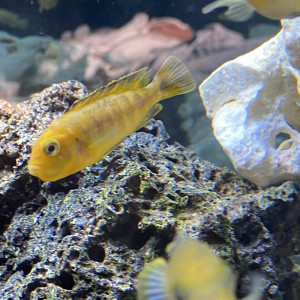 Melachromis interuptus (pseudotropheus)