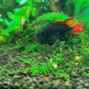 Couple d'apistogramma cacatuoide
