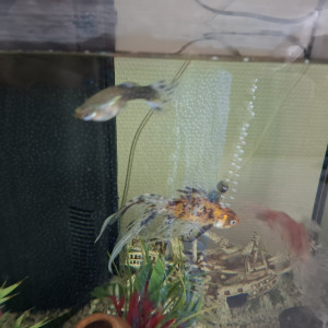 Urgent donne poissons