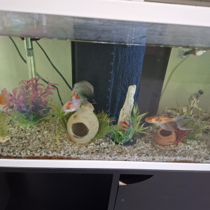 Urgent donne poissons