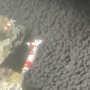 Crevette red crystal ou black crystal