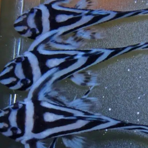 Hypancistrus Zebra L46