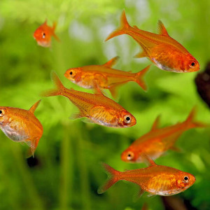 Tetra Amandae