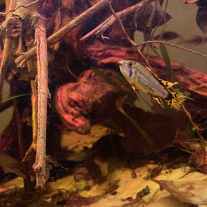 DON Apistogramma cacatuoides jeune MALE uniquement
