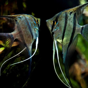 Lots de poissons de grand aquarium