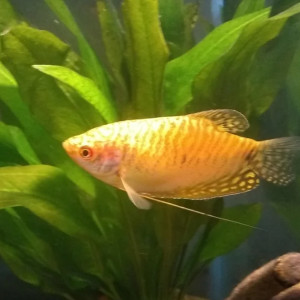 Lots de poissons de grand aquarium