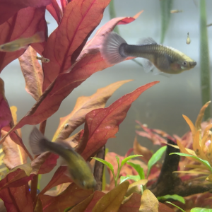 Femelles guppys