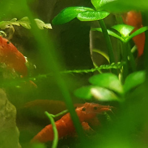 Crevettes Red Cherry