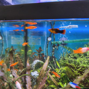 Aquarium avec accessoires et poissons