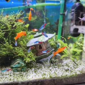 Aquarium avec accessoires et poissons