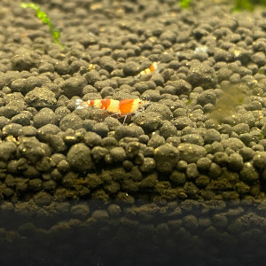 Crevettes Pure Red Line