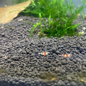 Crevettes Pure Red Line