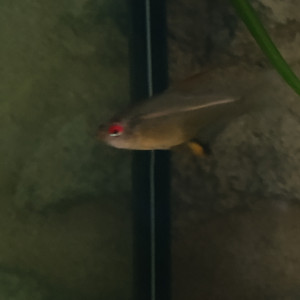 Tétra citron (hyphessobrycon pulchripinnis)