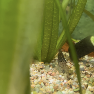 Don de 4 néons rouges et 2 crevettes Japonica