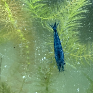 Neocaridina Davidi Blue Diamond