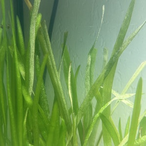 Vallisneria Spiralis