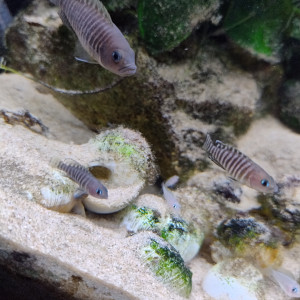 Neolamprologus multifasciatus